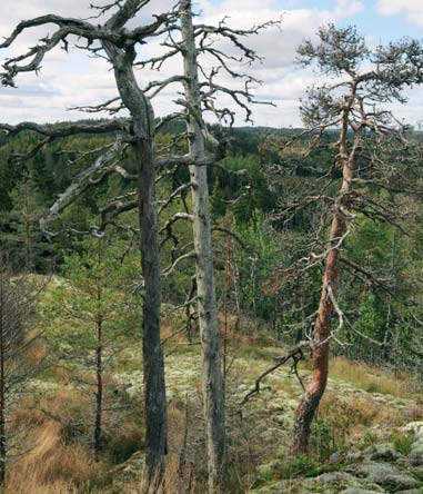 BILD: KIMMO SYRJÄNEN Skogbevuxna berg, stup och blockfält Skogar som växer på bergskrön och nära stup och blockfält och som har ett mångsidigt bestånd av olikåldriga träd räknas som METSO-objekt.