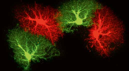 Länge har man trott att nervceller som skadats eller dödats aldrig kan återbildas.