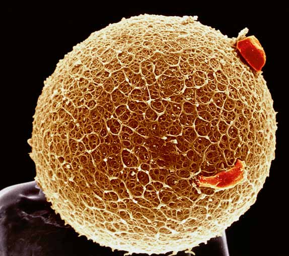 » Huvudidén bakom det här projektet är att kombinera kunskap och experimentella metoder från neurologi och kardiologi på ett och samma viktiga problem: Kroppens förmåga att reparera sina organ!