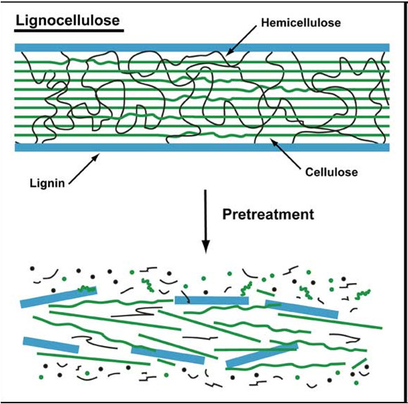 Varför lignocellulosa?