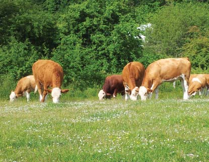 MÅL RADON - Ingen ska utsättas för radonvärden över gällande riktvärde. - Ny bebyggelse ska uppföras radonsäkert och årsmedelvärdet för radonhalten i en bostad får inte överskrida gällande riktvärden.