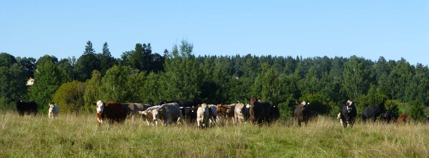 Naturvårdare i arbete vid Staffansbo. 1. Inledning I Boxholms kommun finns många vackra och värdefulla naturområden.