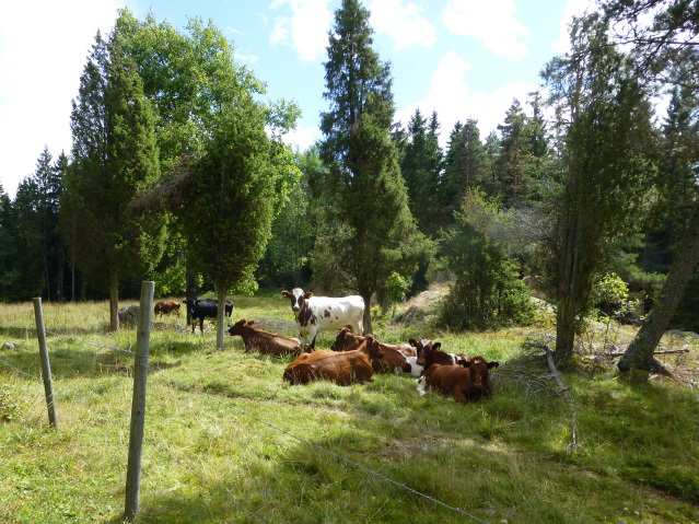 Förutom hagmarker, åkrar och ängar, hör även alléer, odlingsrösen, åkerholmar, vägrenar och andra småbiotoper till odlingslandskapets variationsrika miljöer.