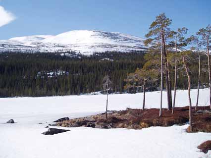 Under våra exkursionsdagar kommer ni att få möjlighet att studera skoglig produktion, naturvård i