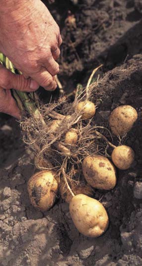 Utan jorddesinficerande medel mot nematoder (aldikarb och diklorpropen, ej godkända i Sverige 1 ) skulle man inte kunna odla på dessa jordar.