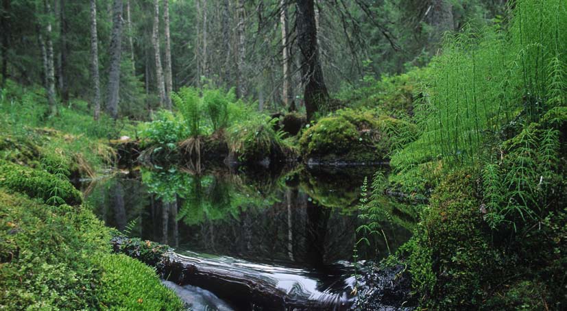 Mångfalden skyddas på många sätt Den ekologiska hållbarheten gäller såväl naturskyddsområden som ekonomiskogar.