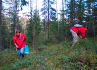 Med hjälp av naturskyddsområdena tryggas till exempel utrotningshotade arters livsmiljö i urskogar. Forskningen i skogarnas mångfald är på hög nivå i Finland.