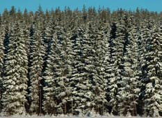 Merparten av finländarna skaffar sig upplevelser genom att röra sig i naturen och kopplar av genom att tillbringa tid på sommarstugan. Cirka 300 000 finländare sysslar med jakt.