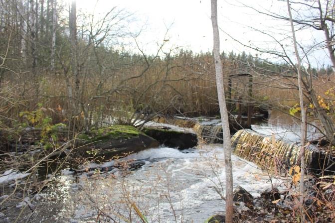 Vid Baggmossen kan fisken, vid högflöden, vandra längs med dämmet och hitta vandringsväg (bild tagen i oktober 2014). Vägpassager Totalt noterades elva vägpassager (tabell 6).