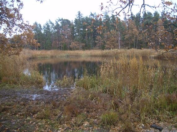 Sträcka 1 Längd: 1301 m Medelbredd: 5 m Medeldjup: 1,5 m Botten: Grovdetritus Strömförhållande: Lugnflytande Skuggning: <5% Död ved: Liten förekomst Fysisk påverkan: Försiktig Öringbiotop: Saknas