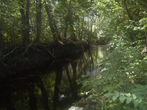 Sträcka 7 Längd: 304 m Medelbredd: 3,0 m Medeldjup: 0,5 m Botten: Findetritus Strömförhållande: Svagt strömmande Skuggning: >50%