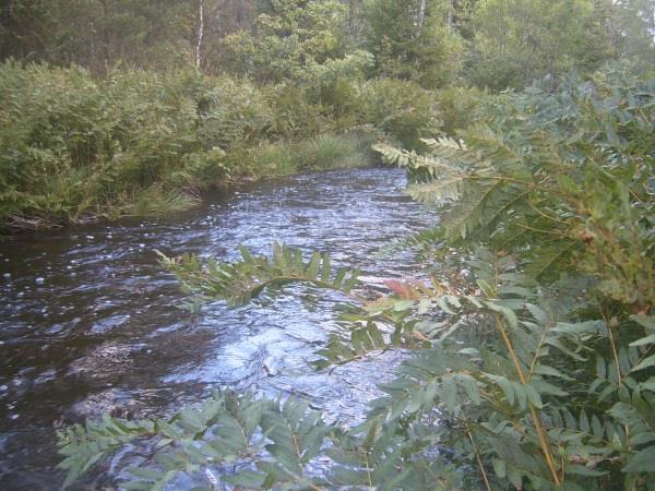 Sträcka 25 Längd: 483 m Medelbredd: 4,0 m Medeldjup: 0,3 m Botten: Sten Strömförhållande: Strömmande Skuggning: >50% Död ved: Liten förekomst Fysisk påverkan: Försiktig Öringbiotop: