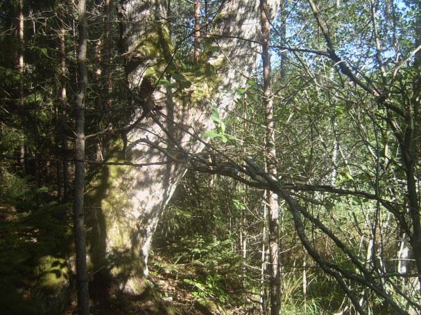 Stor hänsyn bör tas i skogsbruket. Observation av kungsfiskare (VU) och forsärla gjordes vilket indikerar att sträckan har hög biologisk funktion.