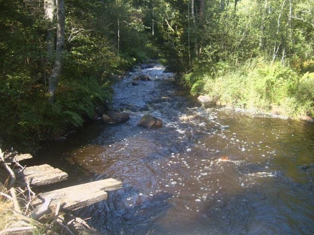 Sträcka 31 Längd: 602 m Medelbredd: 4,0 m Medeldjup: 0,5 m Botten: Grovdetritus Strömförhållande: Svagt strömmande Skuggning: >50% Död ved: Måttlig