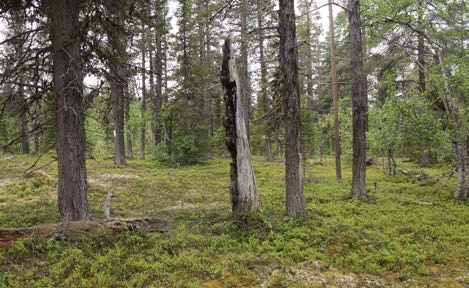 T.v. På berget Akkavaaras sluttning finns en 558 år gammal tall som fortfarande lever. T.h. Naturvårdsbränning är ett sätt att gynna många arters fortlevnad i området.