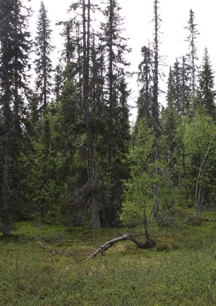 Peltovaara mångfaldspark omfattar 3 100