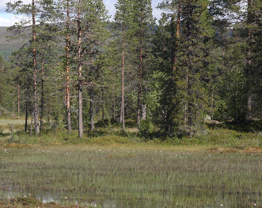 Delar av mångfaldsparken utgörs av ett mosaiklandskap där myrmarker blandas med holmar av fastmark där barrblandskog växer.