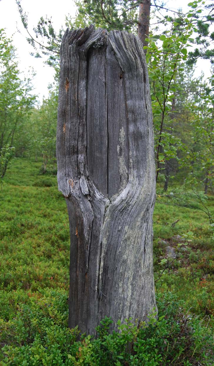 6 sca peltovaara mångfaldspark Barktäkt från 1557.