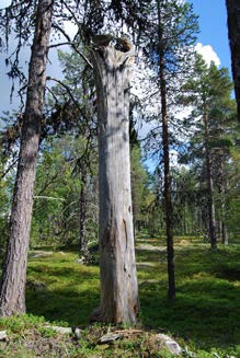 Naturvärden Möt berg, myrmark & trädslagsförsök Peltovaara mångfaldspark omfattar totalt 3 100 hektar.