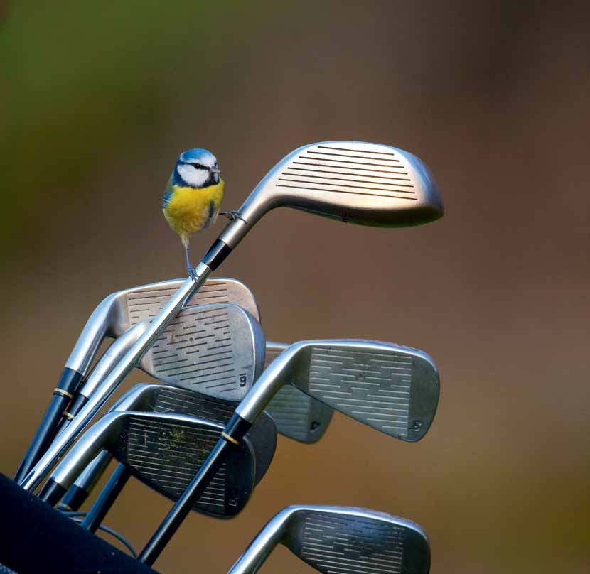 Mer än en golfbana - ta tillvara banans natur- och