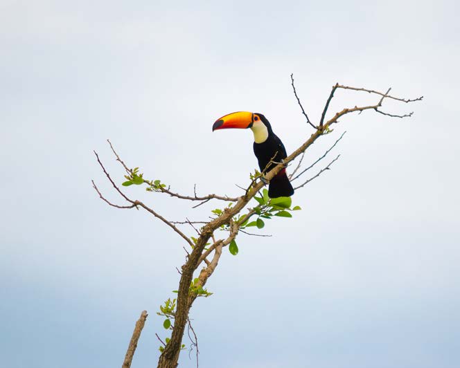 En karaktäristisk fågel Tukaner är några av Sydamerikas mest karakteristiska fågelarter. De känns lätt igen på sina stora och i de flesta fall mycket färggranna näbbar.