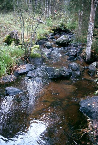 De enda sträckor som saknar värde som uppväxtbiotop är de liggande vid våtmarkerna i Ballens utlopp.