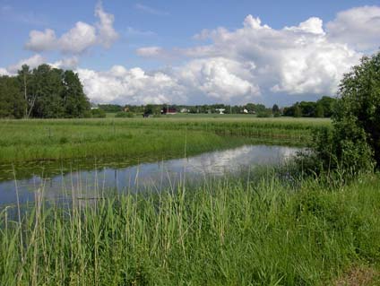 6.. ARO:Gavleån Hoån Större delen av vattendraget är att räkna som en slättlandså med substrat av sand och lera.