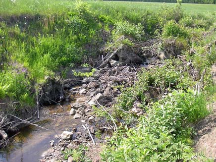 Vandringshinder är en igensättning av grenar och annan grovdetritus strax söder om väg 8 (Foto 6.7.6).