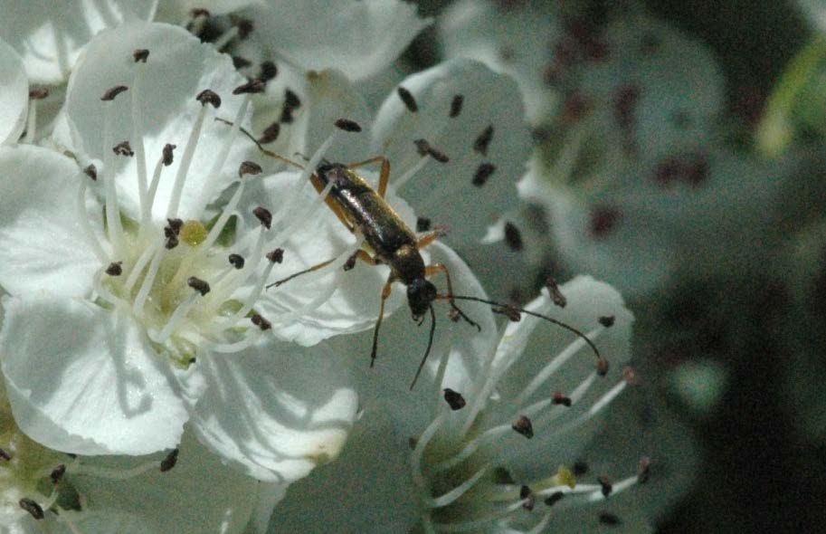 Bild 3. Den gulbenta grenbocken Grammoptera ustulata uppträdde i stor mängd på blommande hagtorn under försommaren.