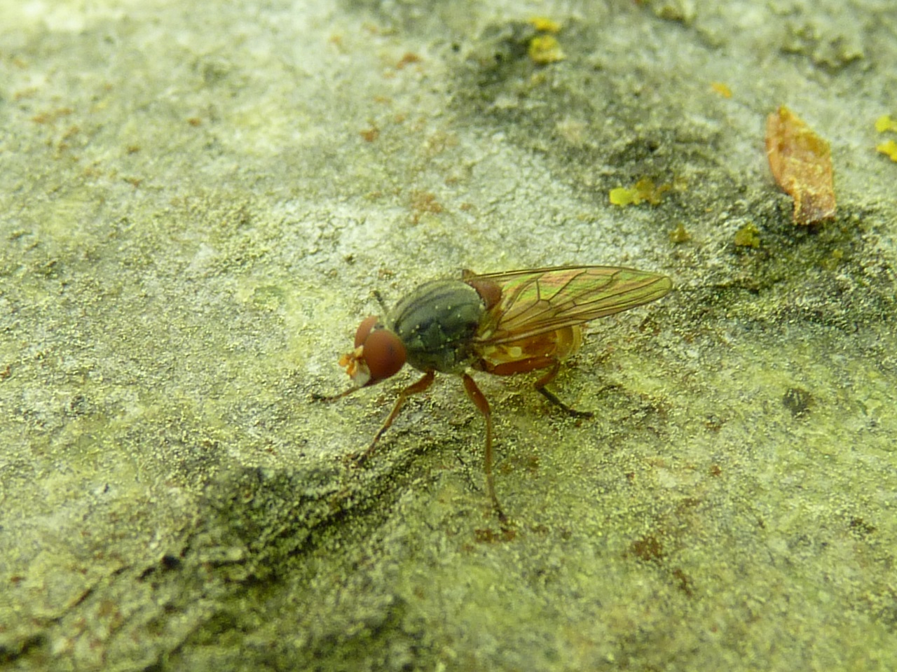 Brachyopa panzeri Boksavblomfluga NT Boksavblomflugan är en till synes mycket sällsynt art.