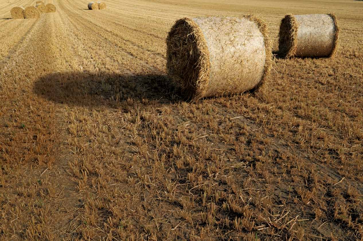 Observera, var aktiv och skörda: Din väg till produktivitet.