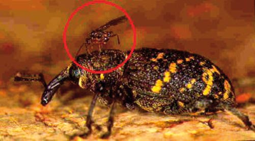 Parasitstekeln Perilitus areolaris i färd med att lägga ägg i en snytbagge. Från en upp till ca 10 parasitstekellarver kan utvecklas inuti en snytbagge.