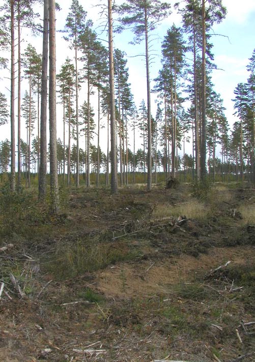 Liksom för naturlig föryngring är det oklart om skärmmetoden minskar eller ökar antalet inflygande snytbaggar sett över hela föryngringstiden.