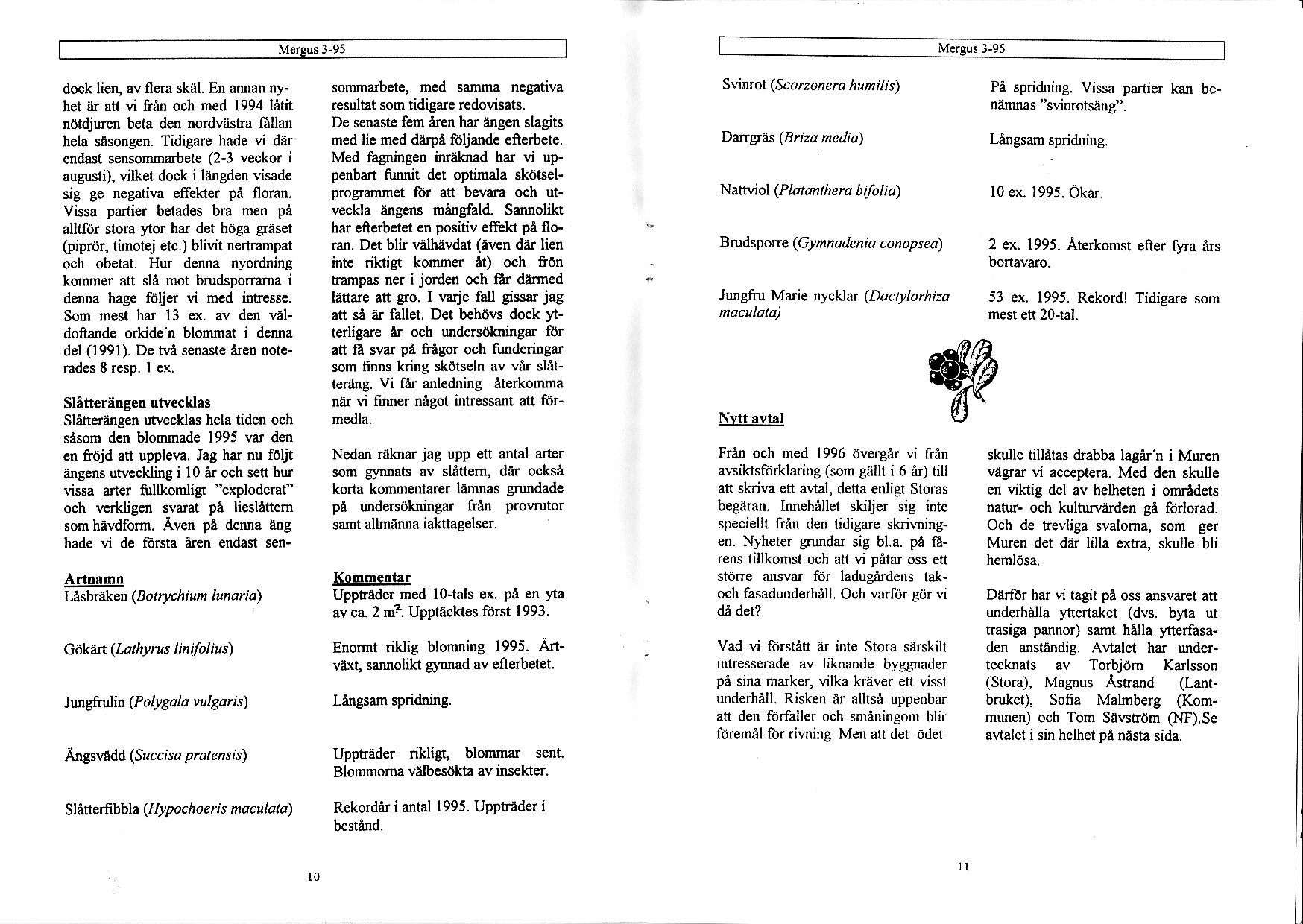 l-95 dock lien, av flera skå. En ånnan oy" het å'r att vi iån och med 1994 lålit nötdjuren b ta den nordvästra fållan hela såsongen. Tidigare hade vi dår endas!