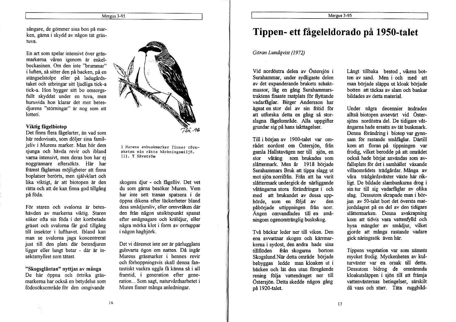 l-95 sångare, de gömmer sinå bon på mark n, g?ima i skydd av någon täl gräs- Tippen- ett fågeleldorado på 1950-talet En art som spelar intensit över gråsmafkema våjen igenom år e kelbeckasinen.