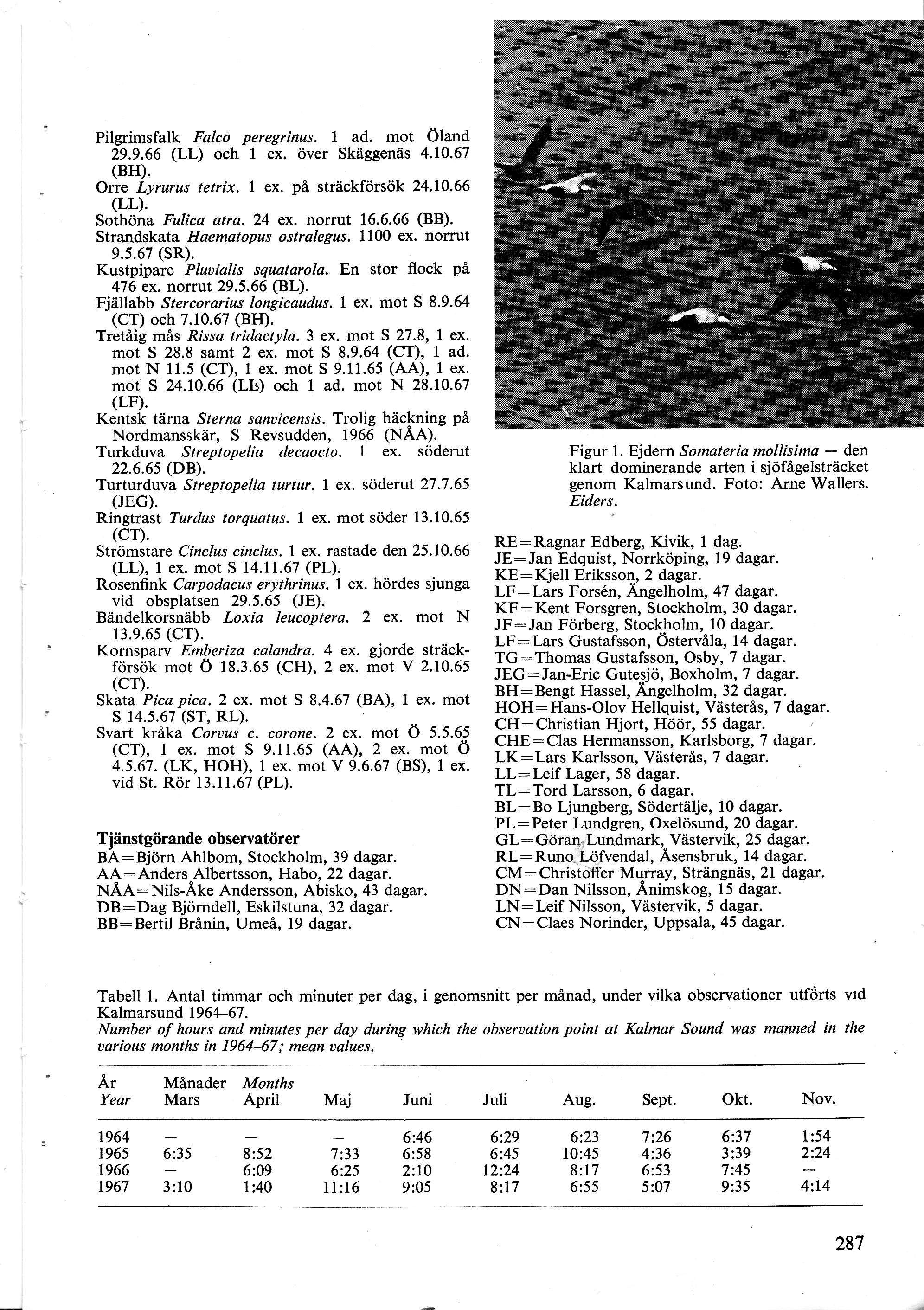 Pilgrimsfalk Fal peregrinzs. ad. mt Öland 9.9. (LL) h ex. över Skäggenäs.0. (BH). Orre Lyrurus tetrix. ex. på sträkförsök.0. (LL). Sthöna Fulia atra. ex. nrrut.. (BB). Strandskata Haematpus stralegus.