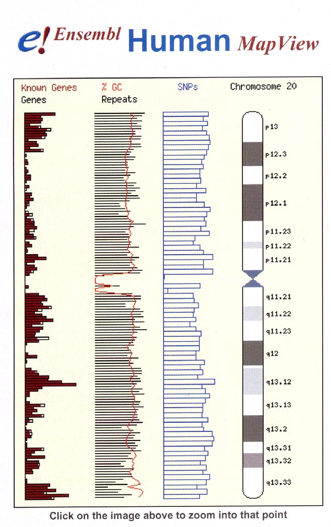 Studera kromosomer 1. Gå in på www.ensembl.org. För hur många arter har man sekvenserat genomet? 2. Klicka på Browse under rubriken Mammals, Homo sapiens.