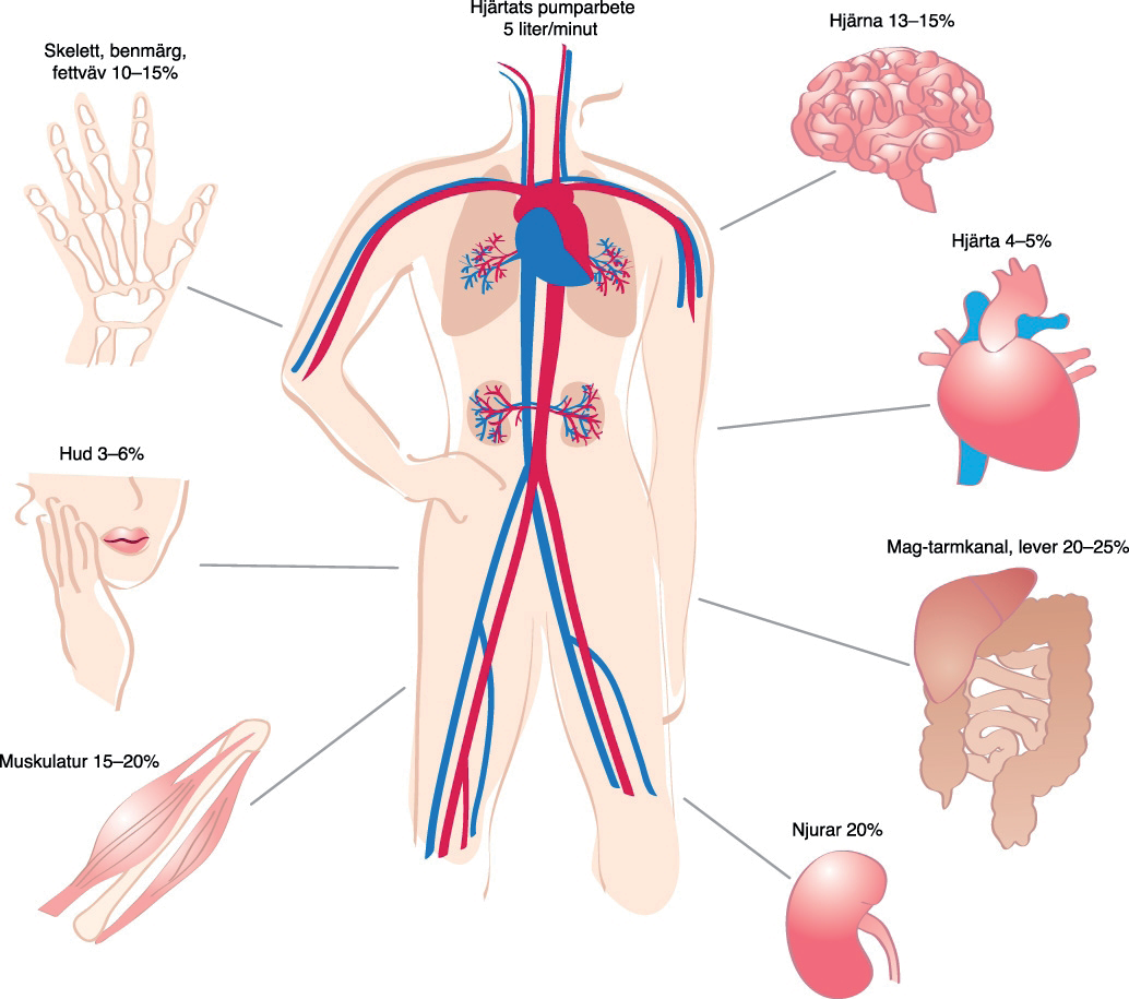 Figur 3. Läkemedlet sprids med blodflödet till olika organ. Hjärtats pumparbete (mäts som minutvolym) fördelar sig till våra olika organ beroende på hur mycket näring och syre dessa behöver.