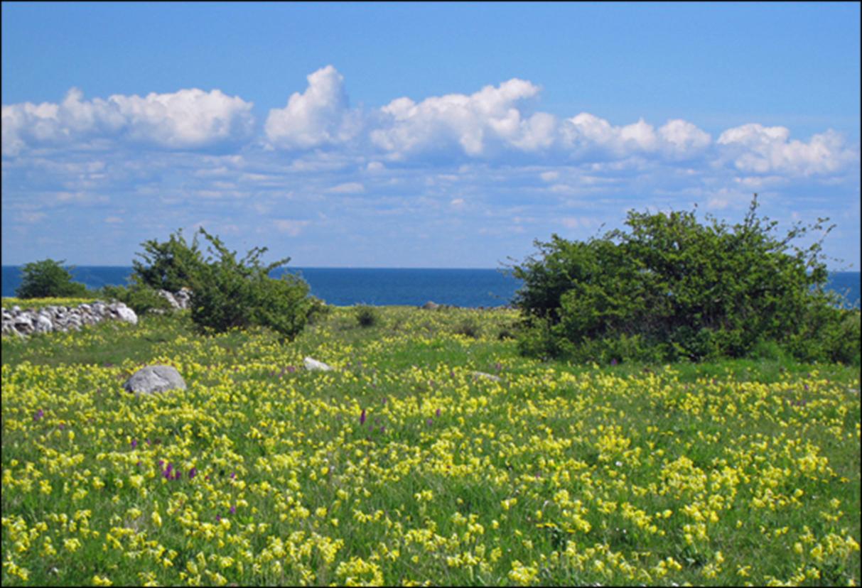 Information om vandringslederna på hela Öland finns på hemsidan. www.