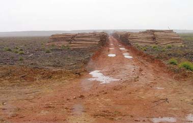 Foto: Mårten Glieman Tidigare sträckte sig den atlantiska regnskogen från norra till södra Brasilien. Numera återstår endast några procent.