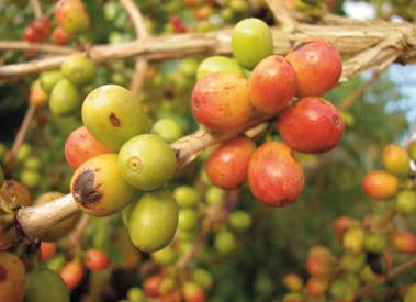 Foto: Melker Dahlstrand/IKON Kaffeplantan är känslig för bland annat ogräs och insekter. Ett alternativ till miljö- och hälsofarliga bekämpningsmedel är ekologisk odling.