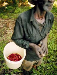 Hon anser att de brasilianska kaffebönderna tjänar ganska mycket för kvalitetskaffe idag.