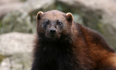 De är skygga och brukar hålla sig undan ifrån människor. Ett vuxet lodjur väger ca 20-30 kg. Lodjuret jagar och äter främst rådjur, harar, skogsfåglar och små gnagare. Det finns ca.