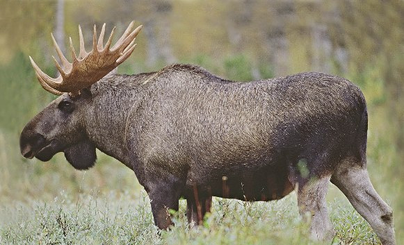 Fästingen är ca 2-3 mm lång men sväller när den suger blod. Fästingar är vanligt förekommande i gräs och buskvegetation i Sverige.