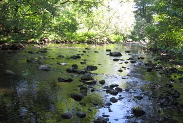 Provtagningspunkt nr. 3; betesmarken. Provtagningspunkt fem (pkt 5) är belägen 30 meter efter utloppet från Lybyverket (figur 6 & 10).