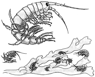 Märlkräftor Gammarus sp. Lyft på en sten och dra med håven längs botten. Töm sedan innehållet i en balja med vatten. Då är det troligt att märlkräftor visar sig.