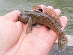 BONGNING ÄR KUL Under det nya årtusendet har en ny gren av fiske strandat i Finland: fiskbongning.