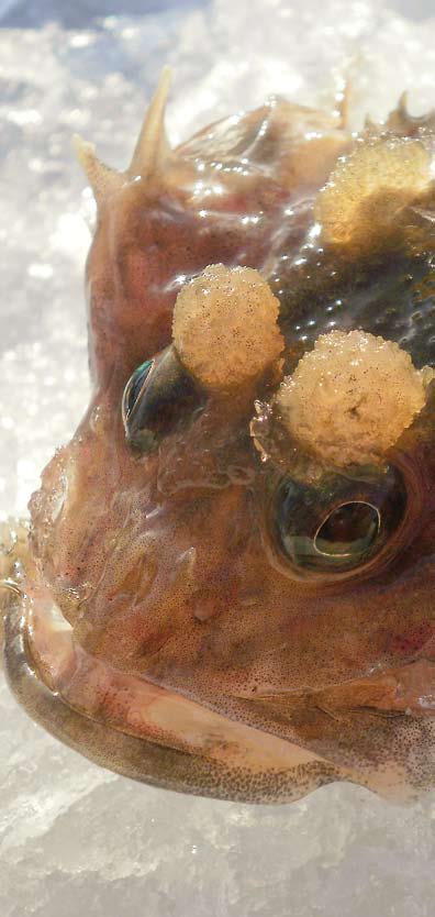 FISKBONGNING ÄR KUL Under det nya årtusendet har en ny gren av fiske strandat i Finland: fiskbongning. Grenen går ut på att man försöker fiska så många fiskarter som möjligt under en viss tid.