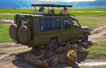10 Från januari 2002 till december 2009 minskade lejonstammen i Masai Mara med 800 lejon. Antag att lejonstammen skulle minska i samma takt i fortsättningen.