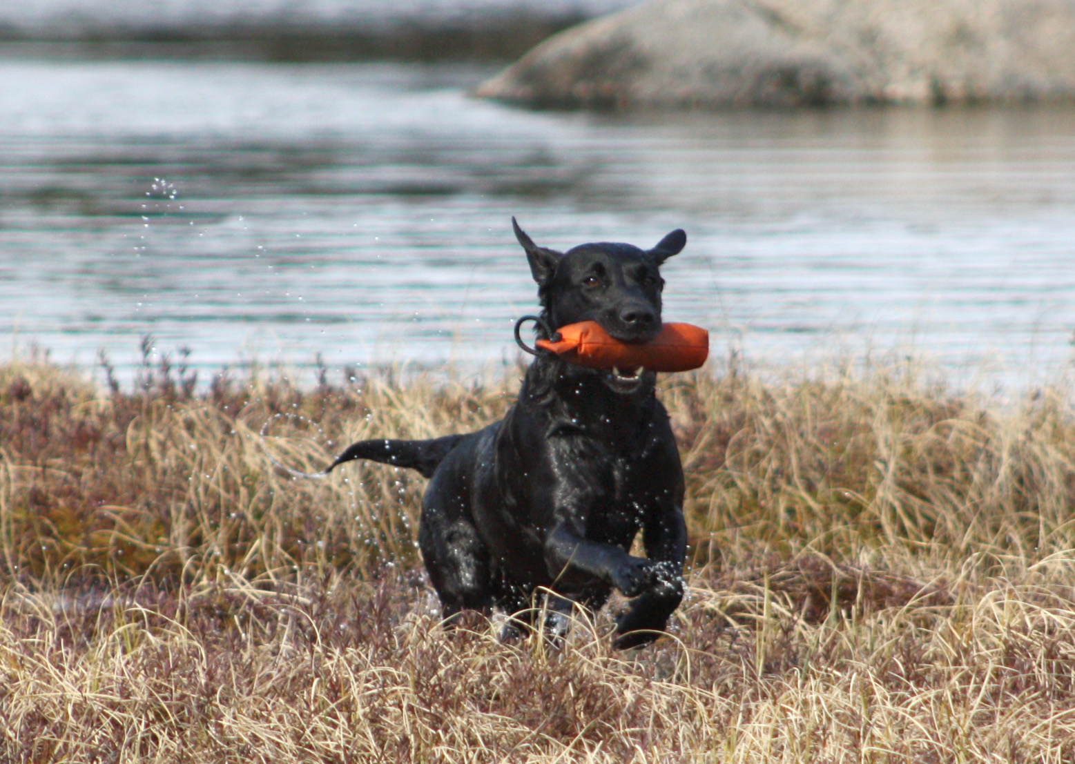 Fastställda av Labrador Retrieverklubbens